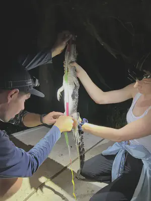 Maggie presenting on crocodile movements