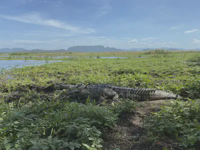 Crocodile with satellite tracker