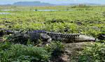 The spatial ecology of nuisance crocodiles: movement patterns of relocated American crocodiles in Guanacaste, Costa Rica