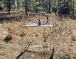 Food resource richness increases seed disperser visitations and seed rain richness