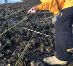 Assessing oyster size distributions within intertidal Eastern Oyster (Gmelin, 1791) populations across restoration sites, harvest zones, and spatial locations in the Big Bend of Florida